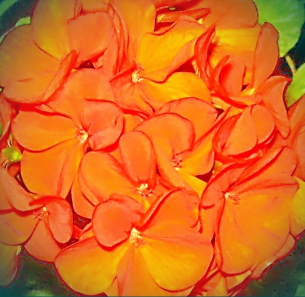 оранжевая пеларгония